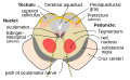 Cross section of the midbrain at the level of the superior colliculus showing oculomotor nucleus .