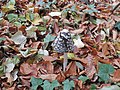 Coprinus picaceus