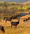 Lots of Elk County elk in Benezette Township