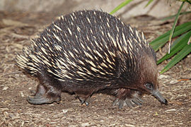 Échidné à nez court (Tachyglossus aculeatus), en Australie.