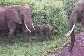 Une famille d'éléphants de savane d'Afrique en Tanzanie.