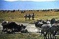 Ngorongoro National Park - Tanzania