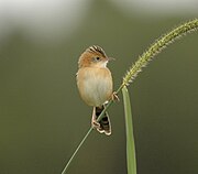 Cisticola exilis