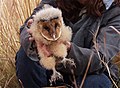 Effraie du Cap, juvénile rescapé d'un feu du veld