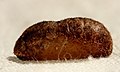 Pupa