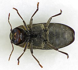 Imago skalbagge, undersida