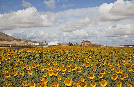 Field of common sunflowers, by Poco a poco