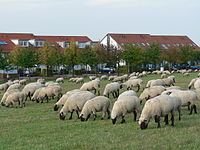 עדר כבשים בהנובר