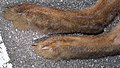 The hind paws of a Japanese hare.