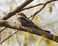 Lesser nighthawk