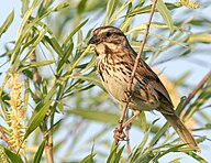 Song Sparrow (Melospiza melodia), Whitby, Ontario, Canada.