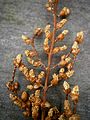 Metasequoia glyptostroboides male cones close-up