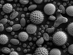 Misc pollen