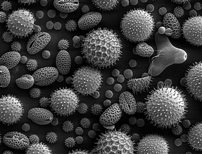 Microscope image of pollen at Microscopy, by Dartmouth College
