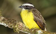 Social flycatcher