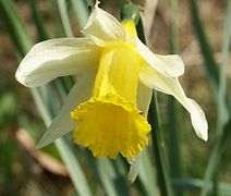 Narcissus pseudonarcissus.