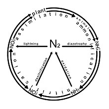 Nitrogen cycle