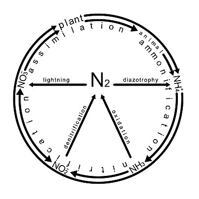 Classical representation of nitrogen cycle