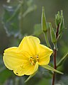 Oenothera elata (Hooker's evening primrose), Irvine CA