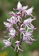 Orchis singe.