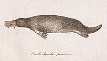 Gravure représentant un marsupial possédant à la fois certaines caractéristiques des oiseaux et des mammifères