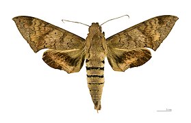 Dorsal side.