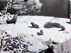 Otaries à fourrure de Nouvelle-Zélande à Pancake Rocks.