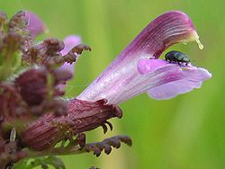 En skalbagge pollinerar blomman