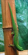 Phelsuma nigristriata