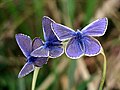 Butterflies: Common Blue