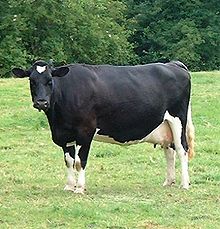 Photo couleur d'une vache pie noir au pré. Elle est de grande taille et sa musculature est fine.