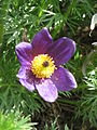 Anemone vulgaris close-up