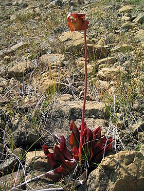 Sarracenia purpurea