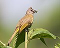 Bulbul flavescent