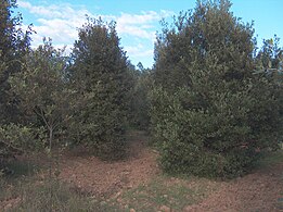 Stejar (Quercus ilex)