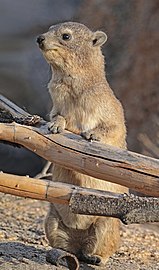 Rock hyrax Procavia capensis Namibia