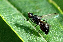 Sepsis fulgens