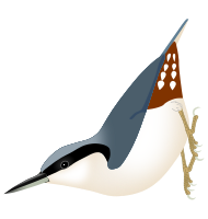 Giant Nuthatch