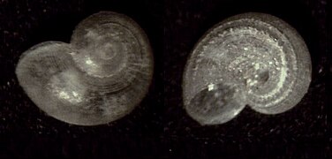 Skenea catenoides, un Skeneidae.