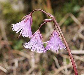 Soldanella alpina