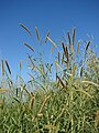 Pennisetum purpureum