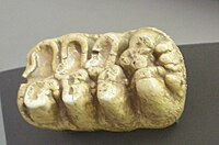 Worn molar of Stegotetrabelodon, a primitive elephantid
