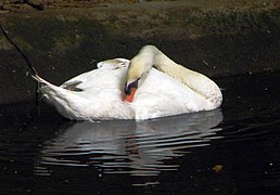 Mute Swan in the large waterfowl pond (Cygnus olor)