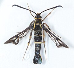 Synanthedon bibionipennis