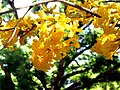 Tabebuia chrysotricha