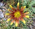 Квітка Tragopogon crocifolius