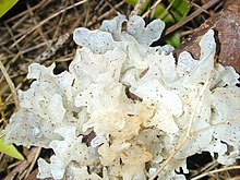 A jelly fungus (Tremella cf. fuciformis)