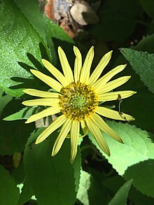 Yellow daisy-type flower with a green center