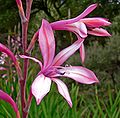 Watsonia pyramidata