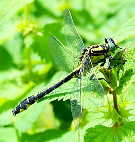 Aitojokikorento (Gomphus vulgatissimus)